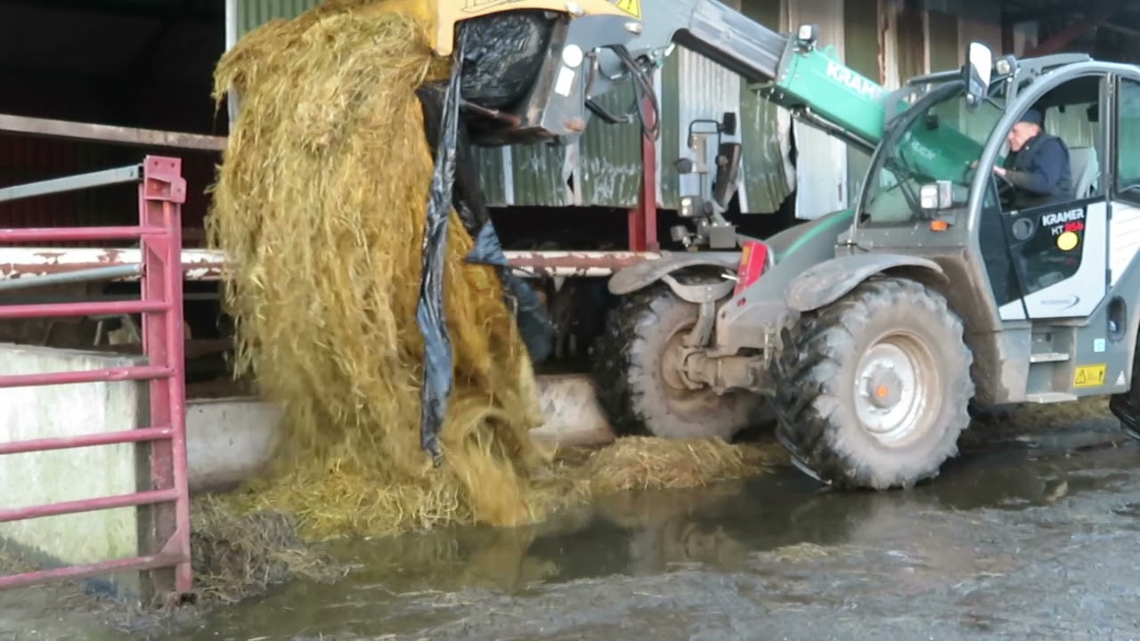 feeding cows silage with a Kramer kt 356 and a Tanco bale grab