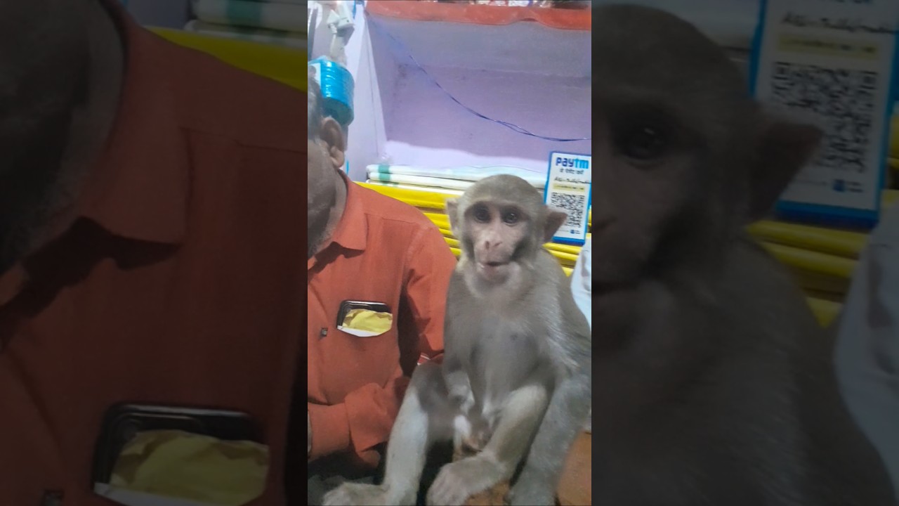 monkey pet #shorts #funnymemes