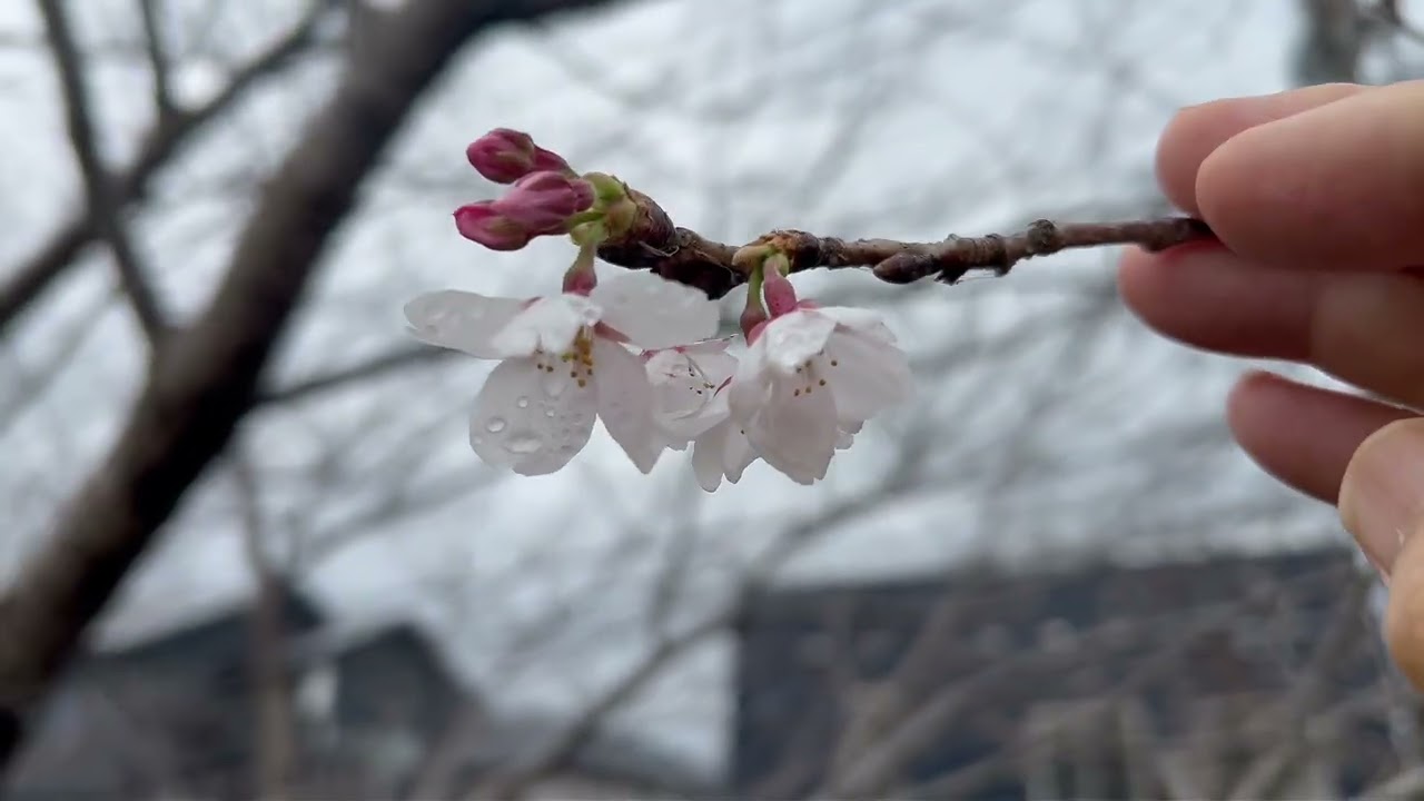 さくら道《まもなく開花》20260319