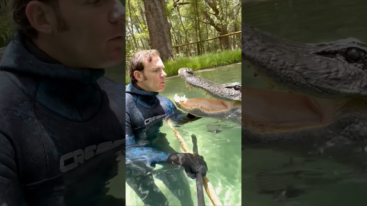Swimming with two gators #Gator #Alligator #Animals #Dangerous #Reptile #Florida #crocodile ￼