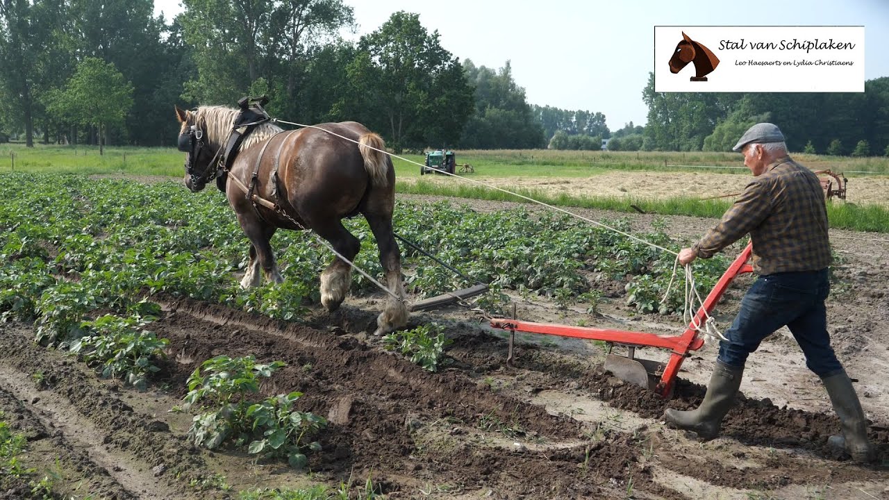 Belgian Draft Horses : horse powered earthing up potatoes