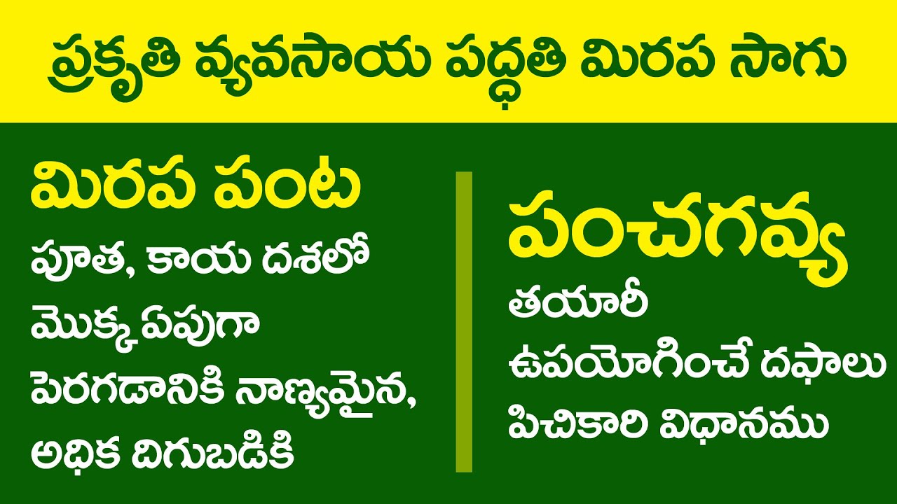 Panchagavya Application for Chilli Crop Growth_Short Video || Natural Farming || RySS & DG