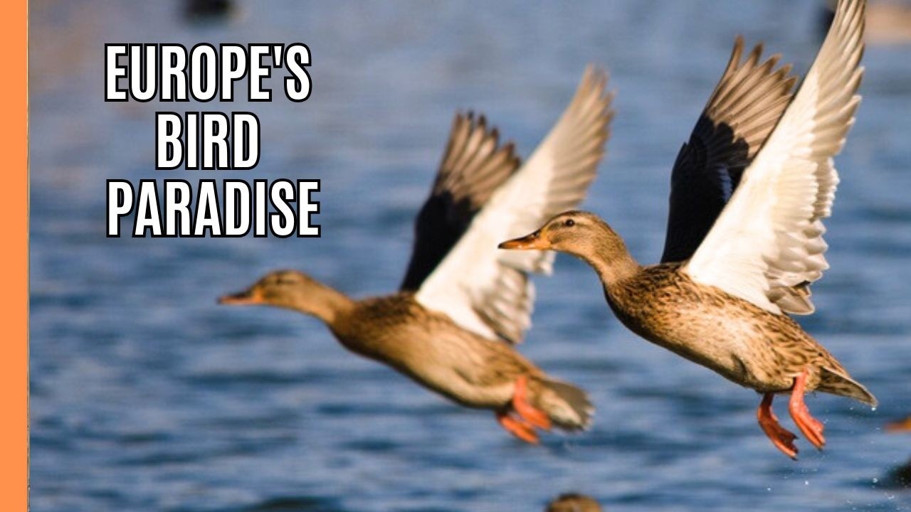Europe's Greatest Bird Paradise | Spain | Full Documentary