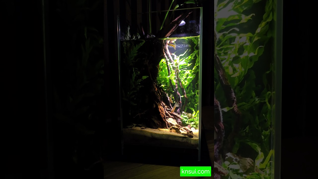 Mini Paludarium biotopowe knsui z gupikami albino topaz blue