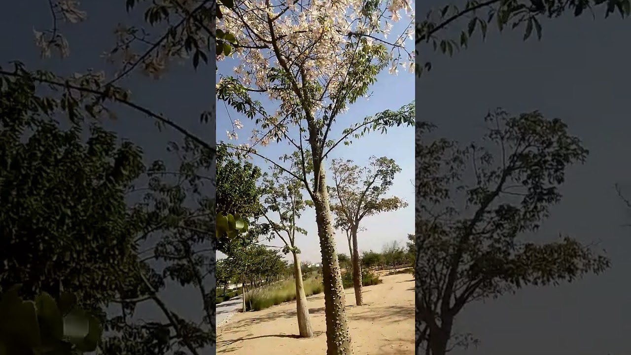 Chorisia speciosa شجرة الكوريزيا أو مهرشة الفيل