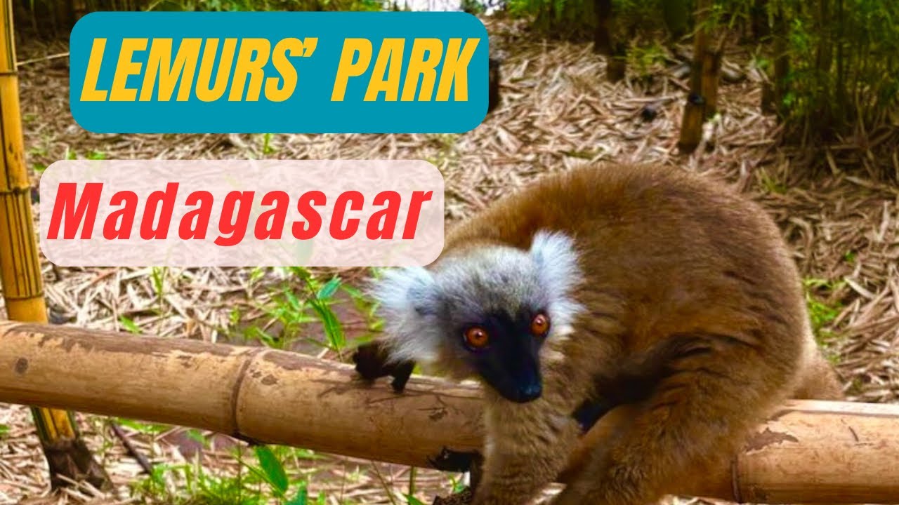 Lemurs' Park|malayaliyathra