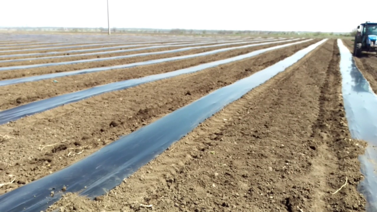 МЕХАНИЗИРОВАННАЯ УКЛАДКА МУЛЬЧ. ПЛЕНКИ ПОД ПОСАДКУ АРБУЗА.