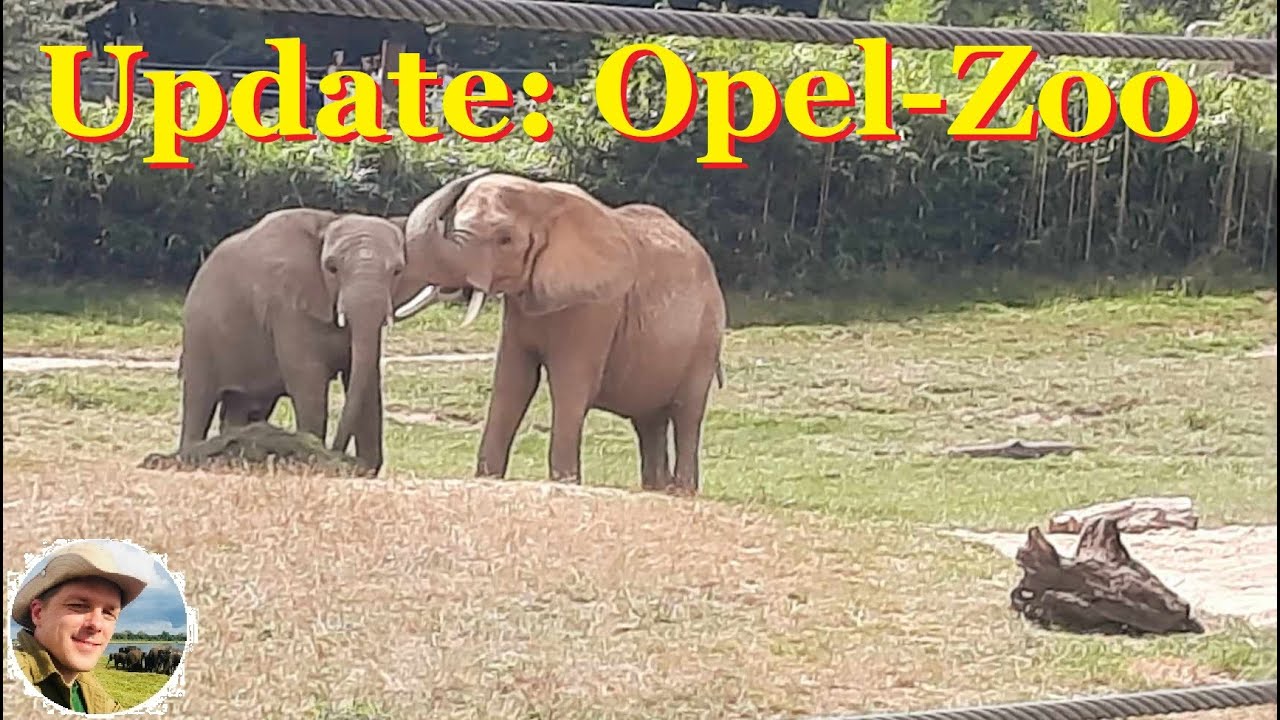 Update: Elefanten im Opel-Zoo Kronberg (2024)