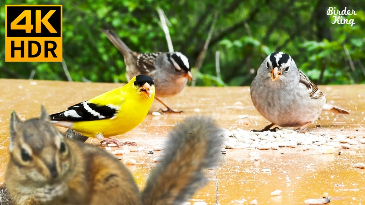 วิดีโอสำหรับแมว 😺 นกและกระรอกน่ารัก 🐦🐿 8 ชั่วโมง (4K HDR)