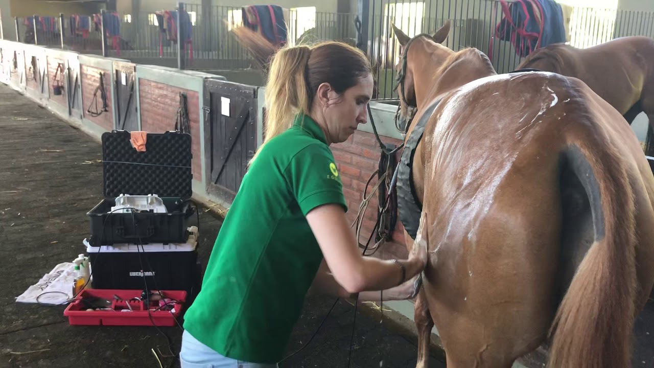 Equine,TECAR therapy, conducted through Winback bracelets is the best combo for recovery your horse.