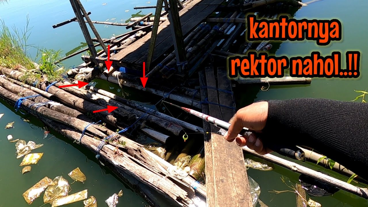 LAGI LAGI DISAMBUT REKTOR‼️ mancing ikan red devil di NAHOL MANIA