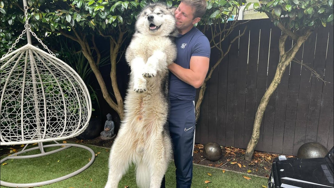 How Much Do They Weigh??  | GIANT Sulking Malamutes Refuse To Be Weighed!!