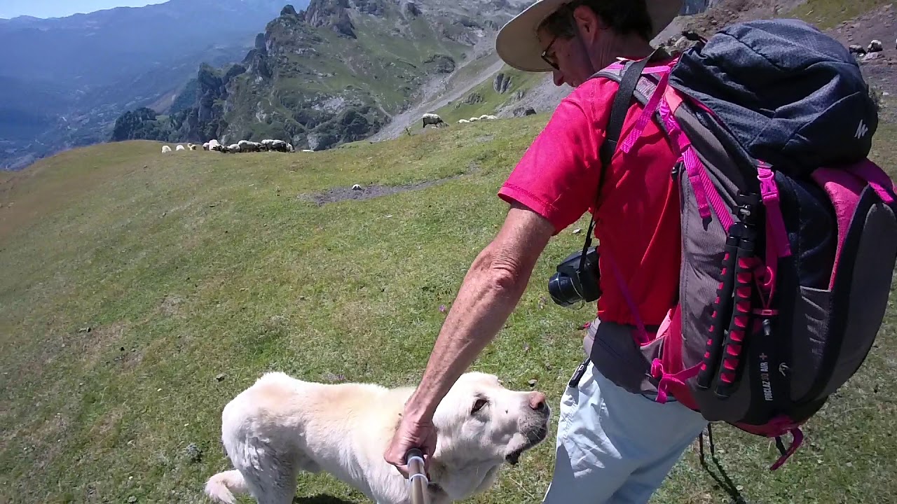 Mastines cuidando el rebaños en Collado LLaguna. Picos de Europa, rutas, travesias, trekking
