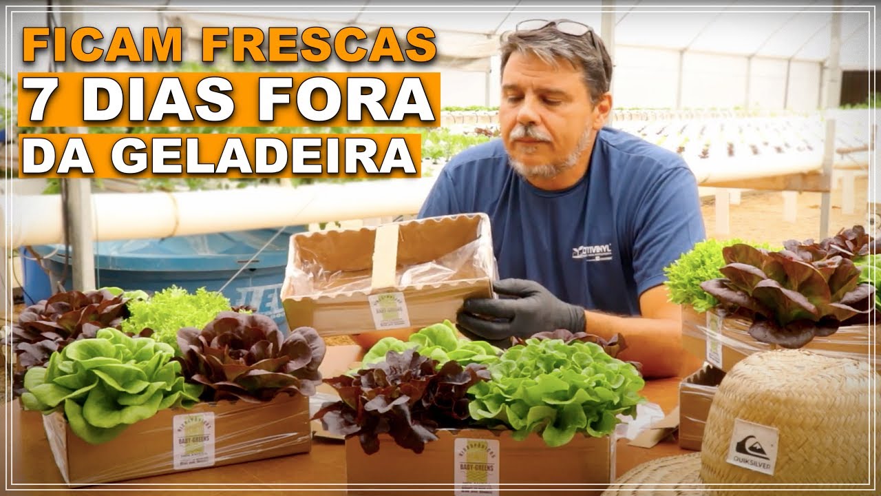 AS EMBALAGENS PODEM MUDAR SUA HIDROPONIA - Agregue mais valor e durabilidade à suas alfaces!