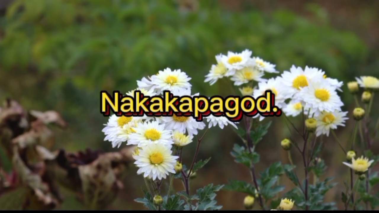Sa may asawa na lasinggiro Hindi ka nag iisa panoorin mo to. #lasing #asawa #buhay 