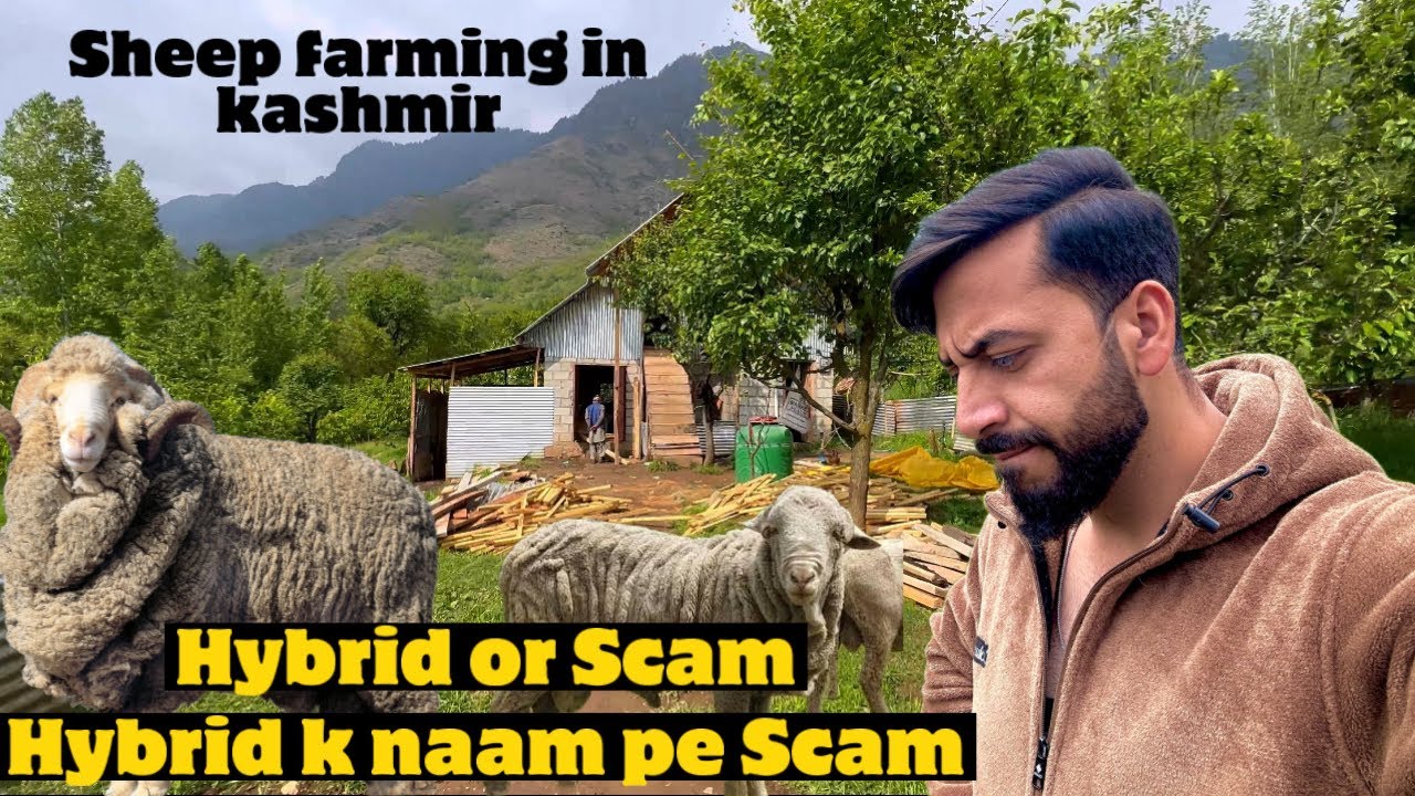 Hybrid k naam pe scam | Australian merino vs Kashmiri merino | #viral #sheepfarming |