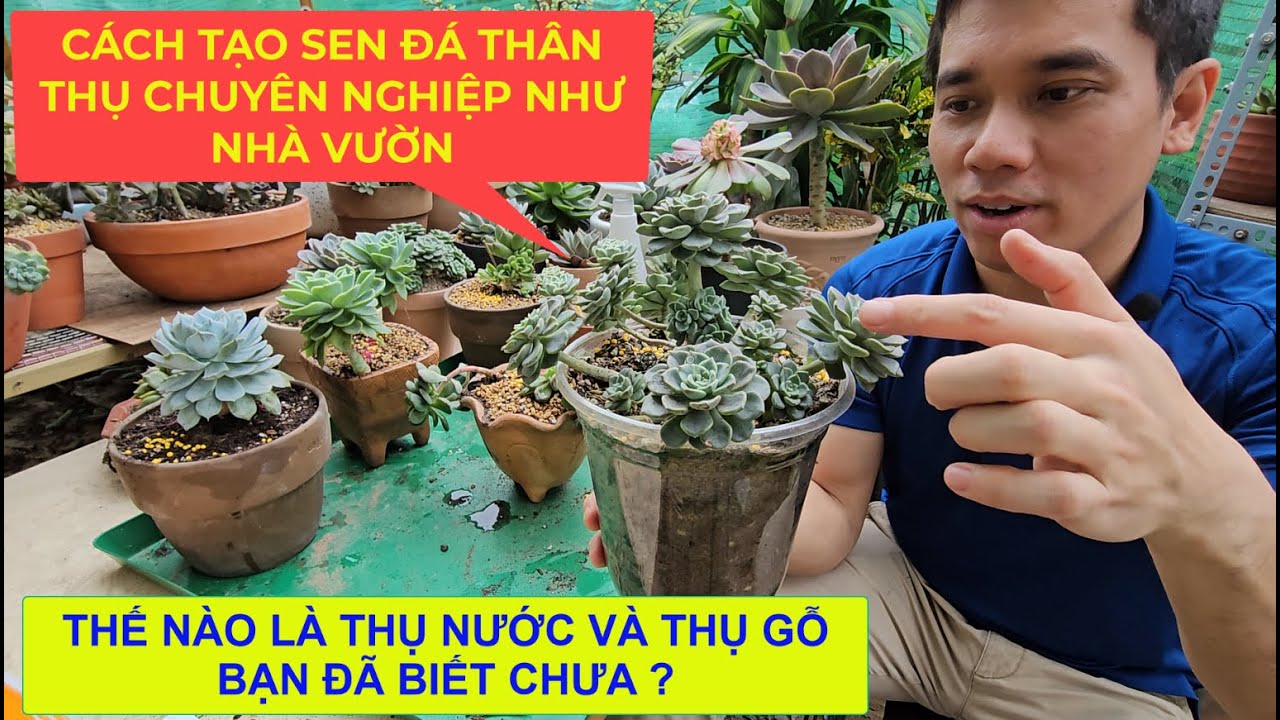 Trồng Sen Đá Thân Thụ Chuyên Nghiệp Như Nhà Vườn | #succulents #suculentas #senda #多肉植物 #다육이들