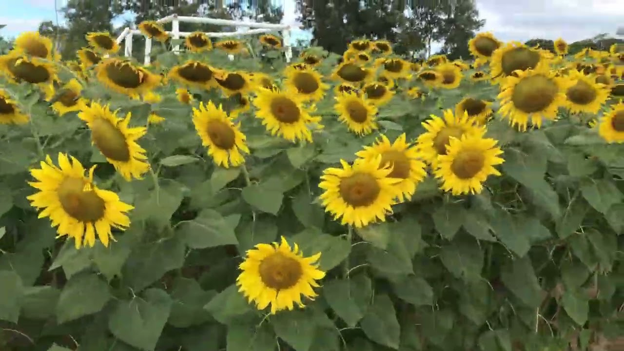 ทุ่งทานตะวัน อ่างเก็บน้ำดอกกราย ระยอง