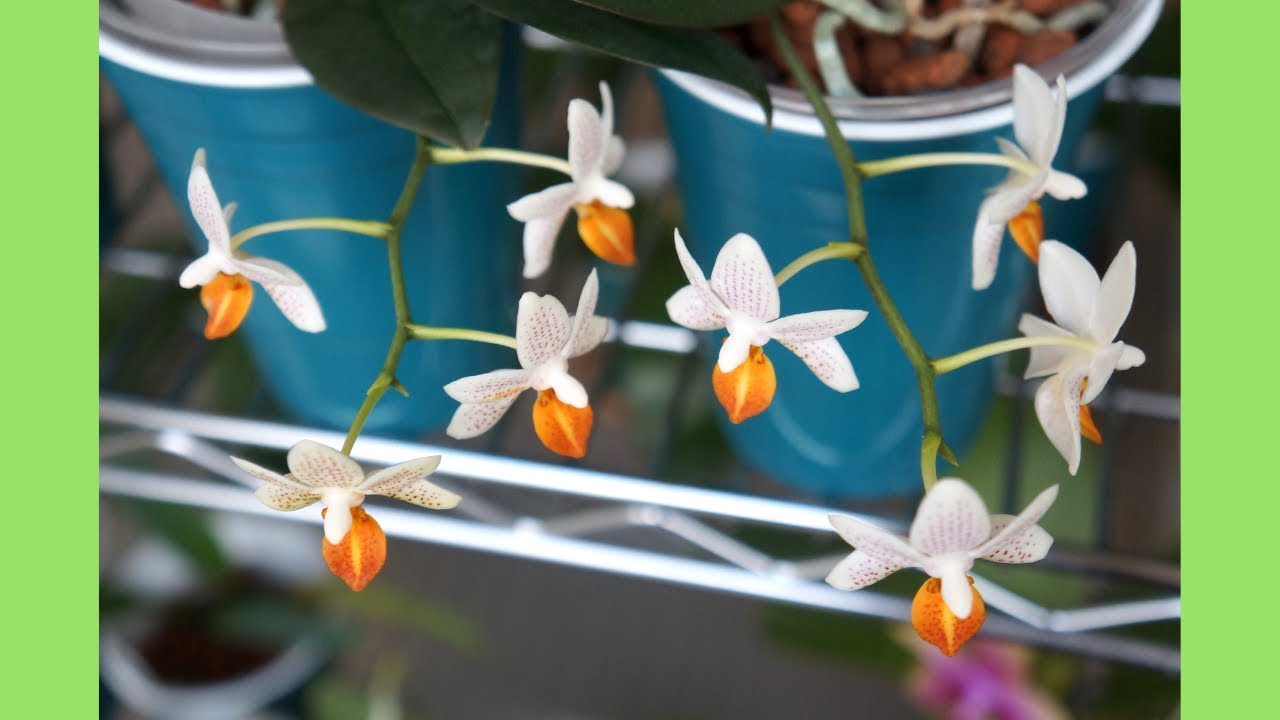 Orchid - Classic! Phal  Mini Mark | Orchid Growing Care Tips | 2019 (Part II)