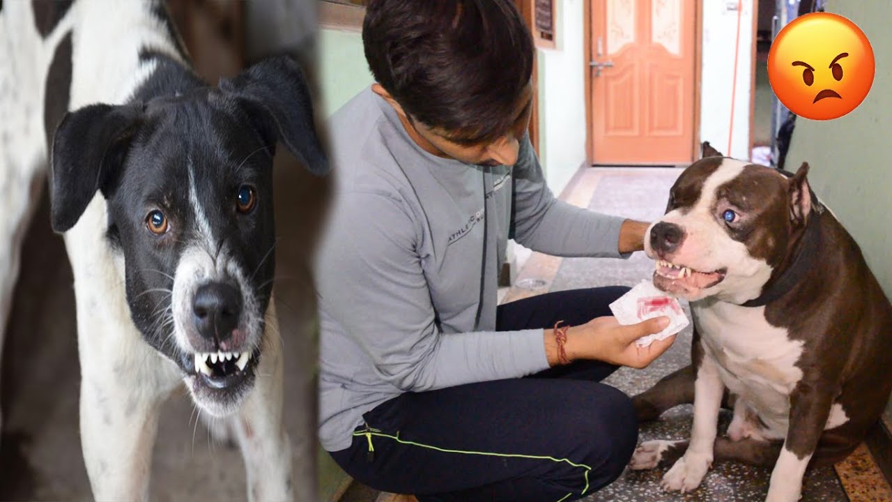 Mafia ke face per Kat liya 😥 | Street Dog Attack on Pitbull | Mafia The Pitbull