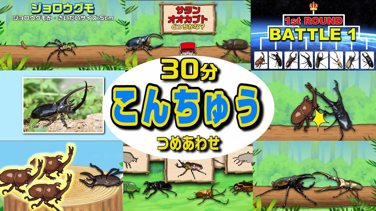 【こんちゅうアニメ】昆虫いろいろ30分！1弾！詰め合わせ〈カブトムシvsクワガタ、ノコギリクワガタ、カマキリなど〉【insect beetle stag animation】昆虫・虫・名前・図鑑