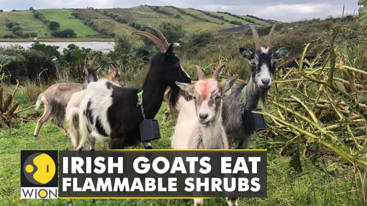 Ancient breed of goats fight wildfires in the hills of Ireland | English News | World News | WION