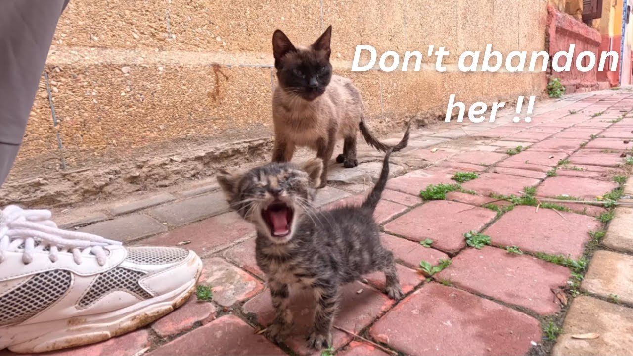 Кошка-мама приносит слепого котёнка в спасательную команду и говорит: 
