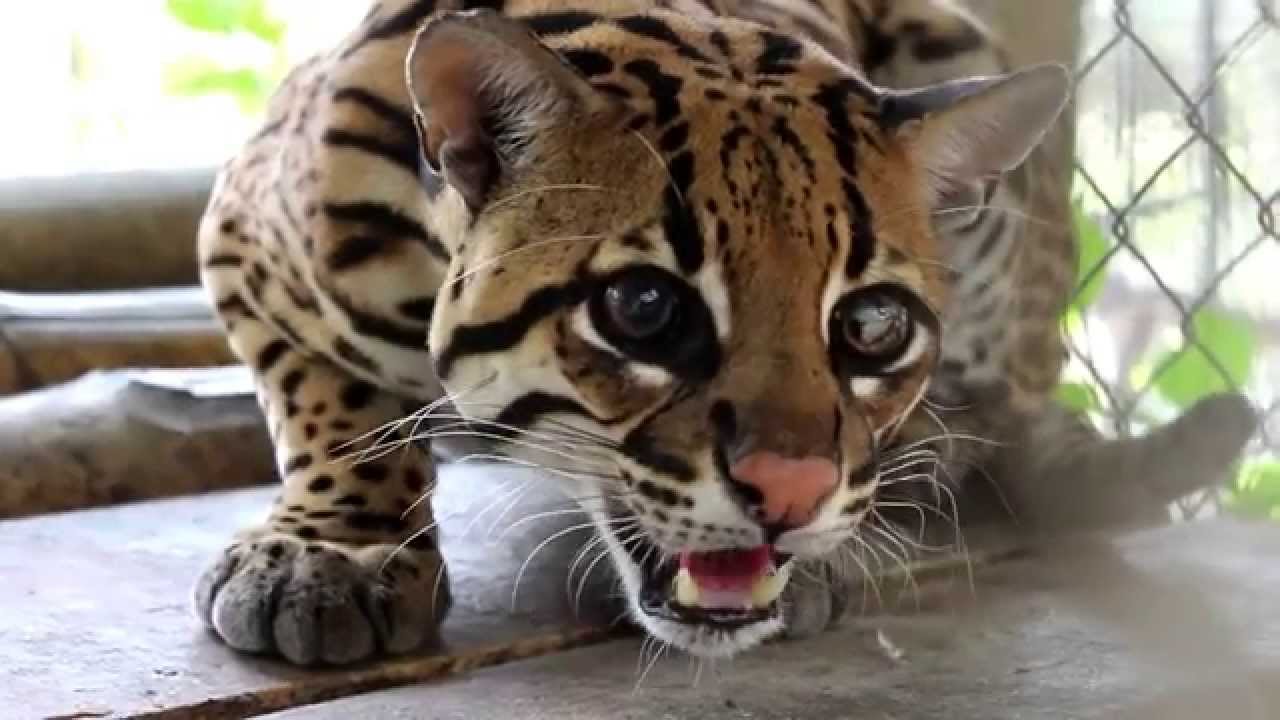 Tigrillo Ocelote. Leopardus pardalis. Filmado el 7 de noviembre de 2013.