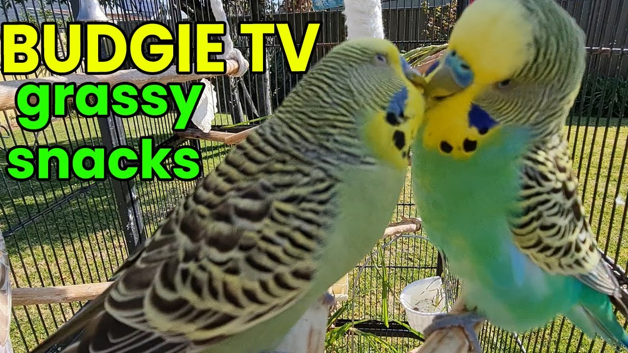 Budgie TV: возбужденные звуки птиц, ОТЛИЧНО для одиноких птиц