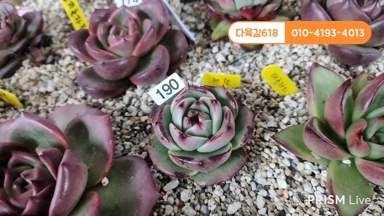 다육길_낙랑공주 라이브 방송