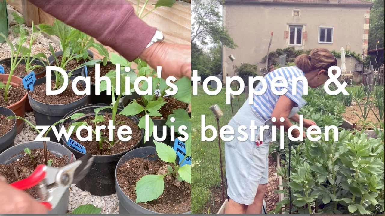 Ini's Moestuin #142 - Begin mei: zwarte luis bestrijden, Dahlia's toppen, zoete aardappel oppotten.