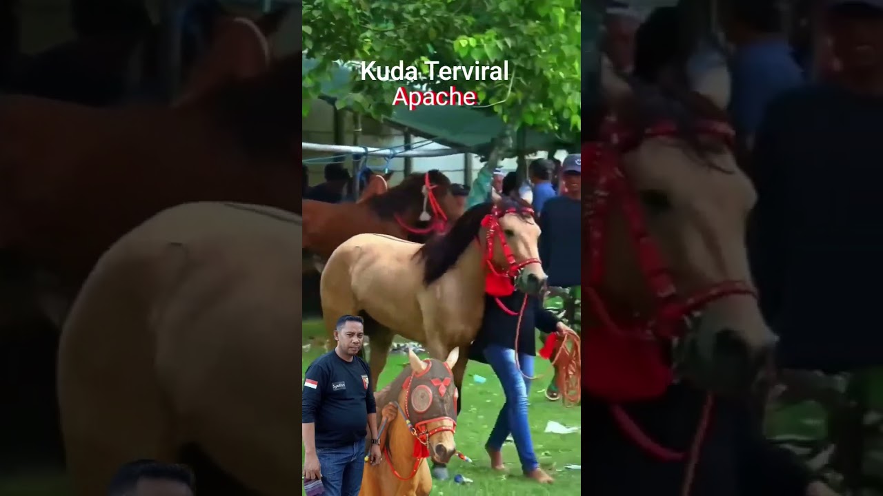 Apache Kuda Terviral #racinghorse #pacuankudaindonesia #kudacikunir #horse #kuda #kudalumping