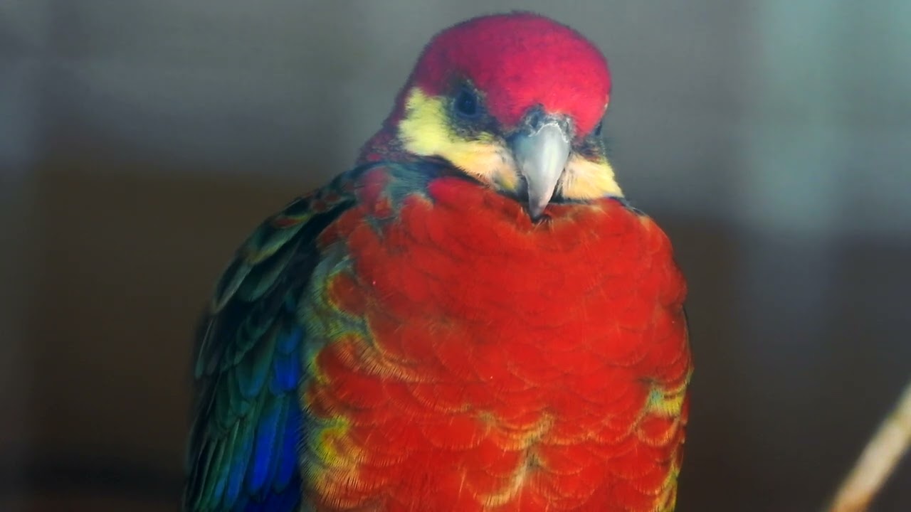 Close-up Western Rosella ♂  4K