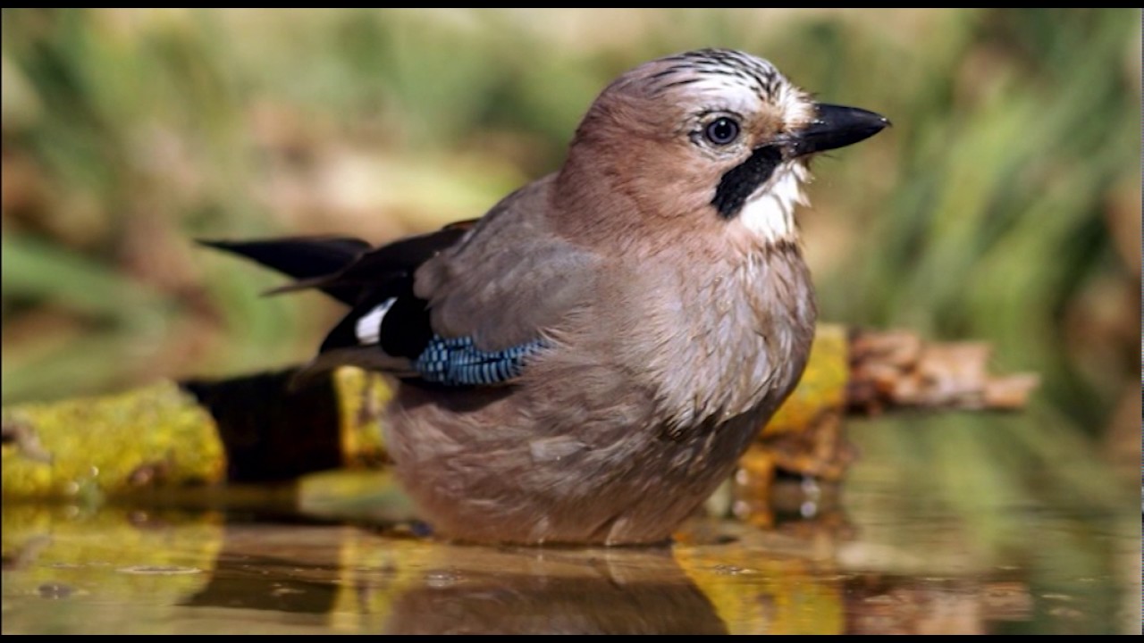 Vida y costumbres del arrendajo (Garrulus glandarius)
