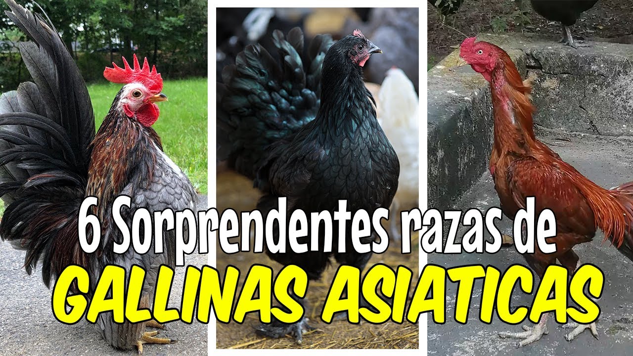 6 sorprendentes razas de gallinas asiáticas 🐓