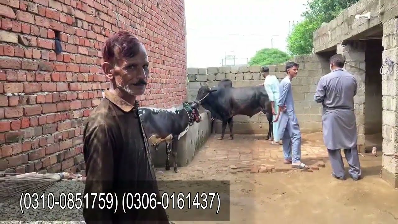 چکوال کے خوبصورت بیل || کراہ والے بیل ||  تلاگنگ کے بیل || ڈہرہ بھائی تنویر اف سرائے عالمگیرگجرات