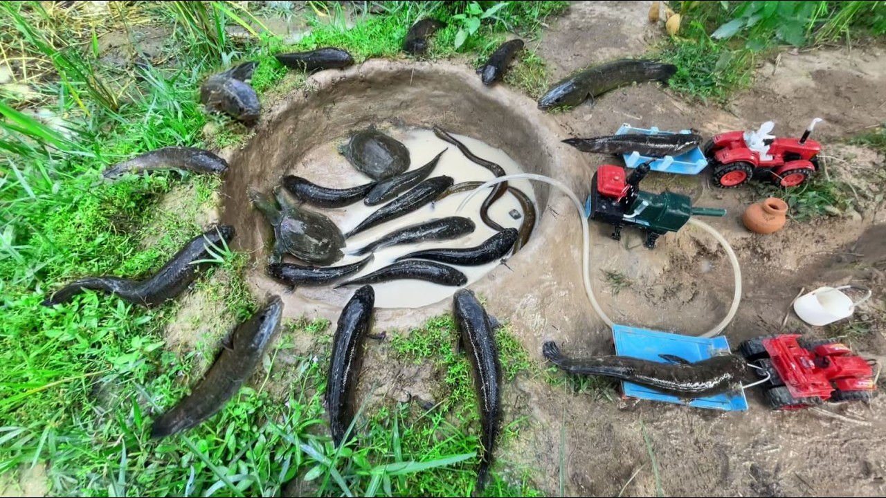 Catch Fish Turtle And Eels Using Mini Diesel Engine Water Pump In A Pond|Diy tractor|@Cambopondfish​