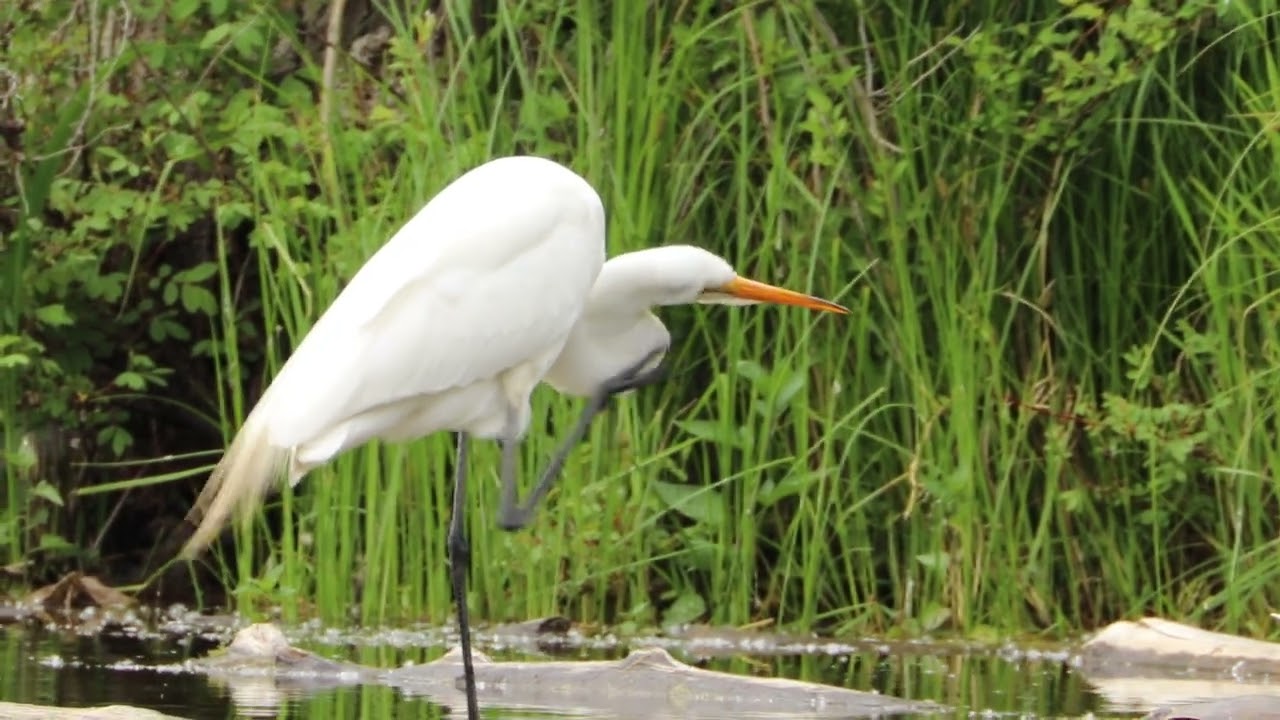The Great Egret