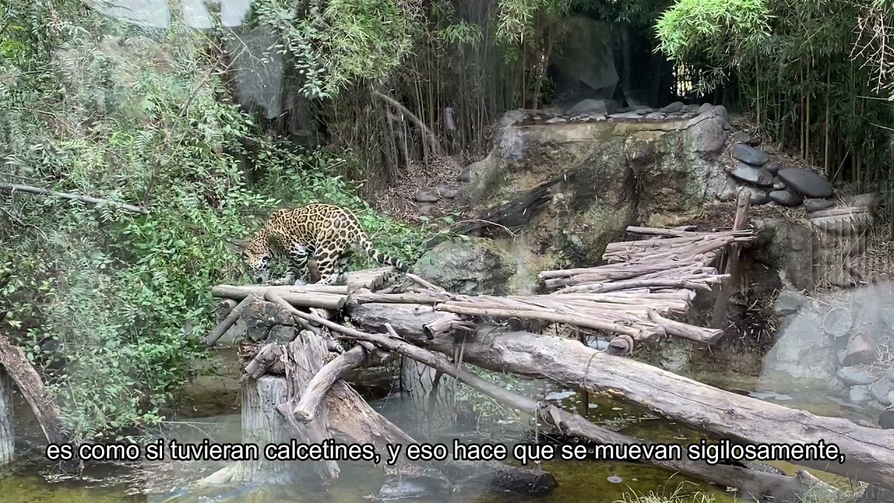 BUIN ZOO TE ACOMPAÑA EN CASA (Peche el jaguar de Buin Zoo) Parte 2