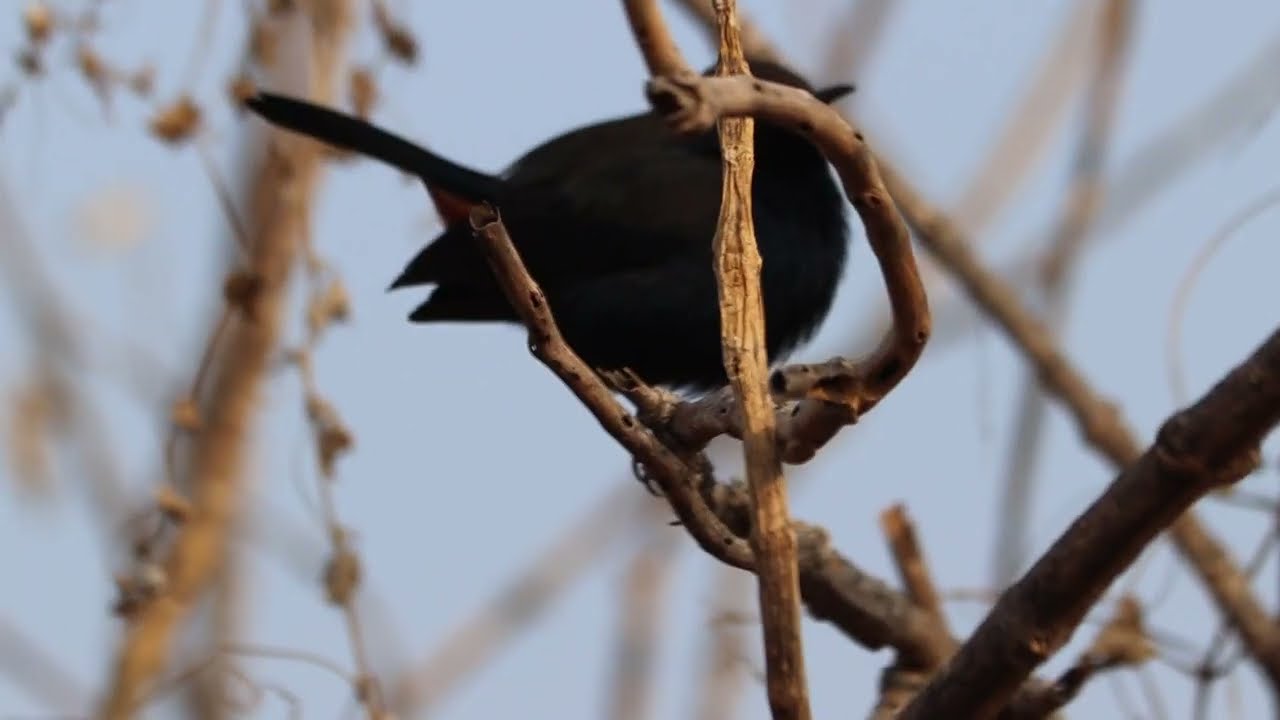 India Robin Bird Calling