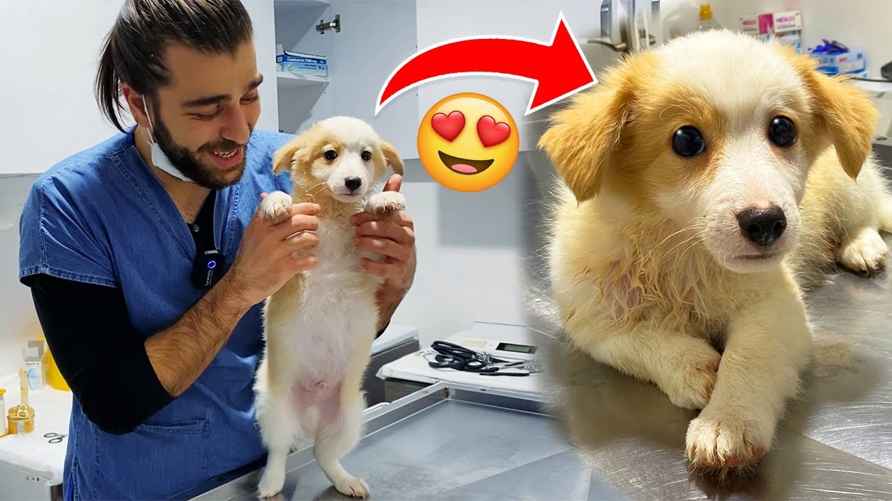 Очаровательный маленький щенок! 😍 Первый визит к ветеринару! #TheVet