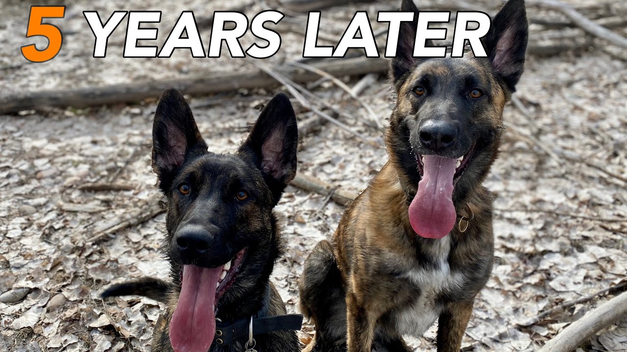 What I learned after 5 years of ownership with my Dutch Shepherd dogs..