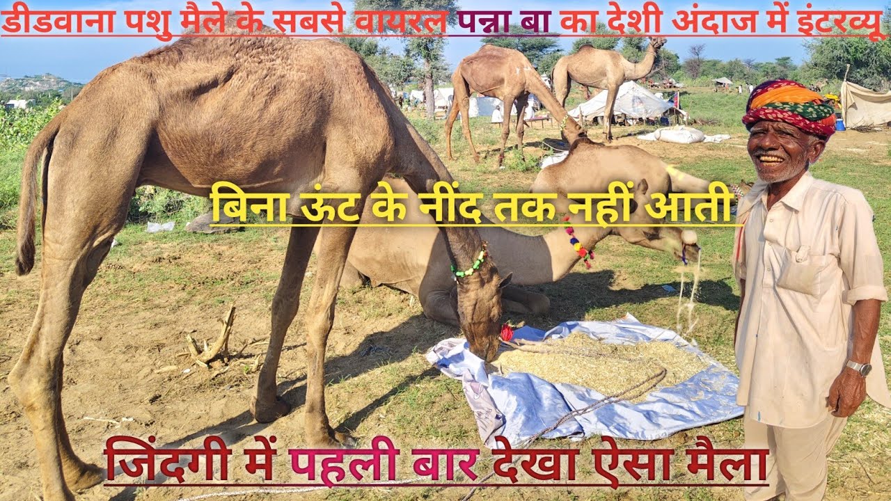 ऊंट पशु मैला डीडवाना 2025 लाइव अपडेट। पन्ना बा का धाकड़ इंटरव्यू। पहली बार देखा ऐसा मैला।