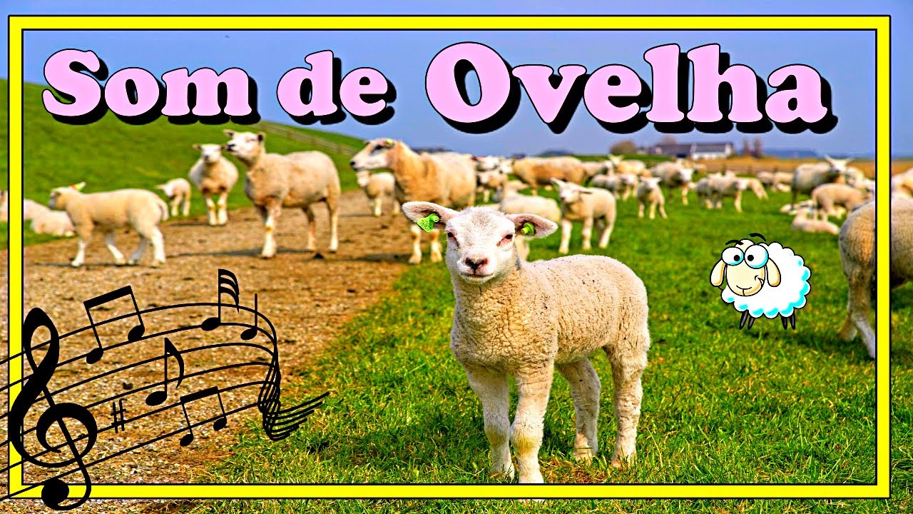 🎶SOM DE OVELHA | 🎧SOM DA OVELHA | 🐑CRIAÇÃO DE OVELHAS | CARNEIRINHOS FILHOTES DE OVELHAS