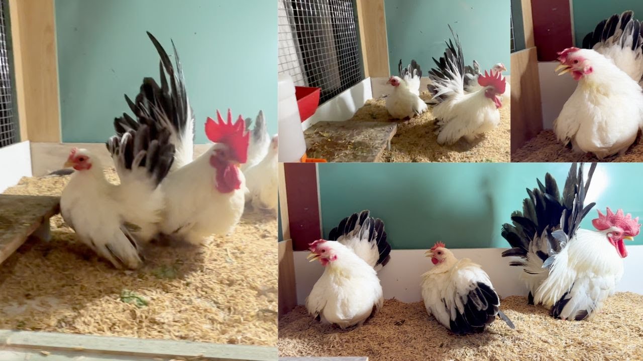 đổi mới lại cách nuôi gà thái và gà serama