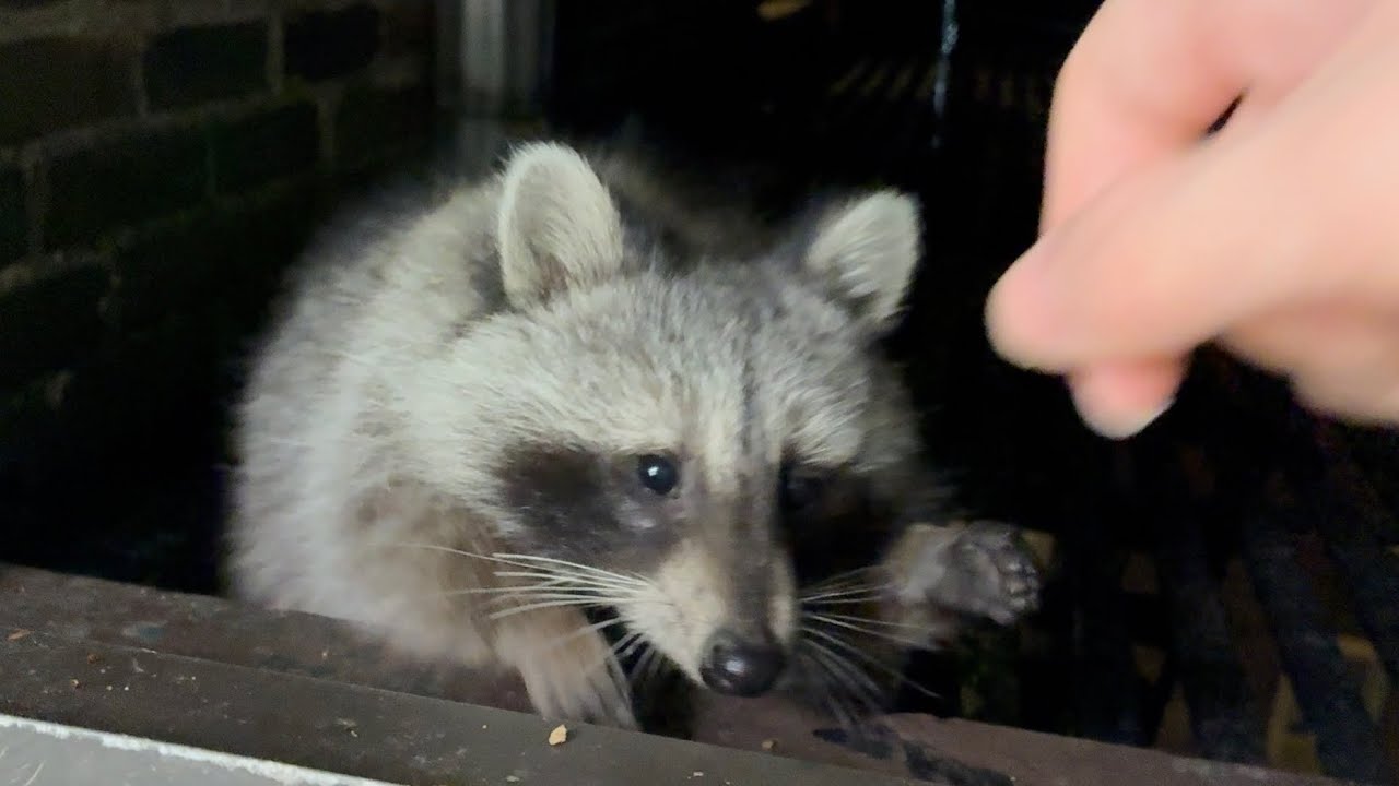 Playing with Wild Raccoon Slimmy