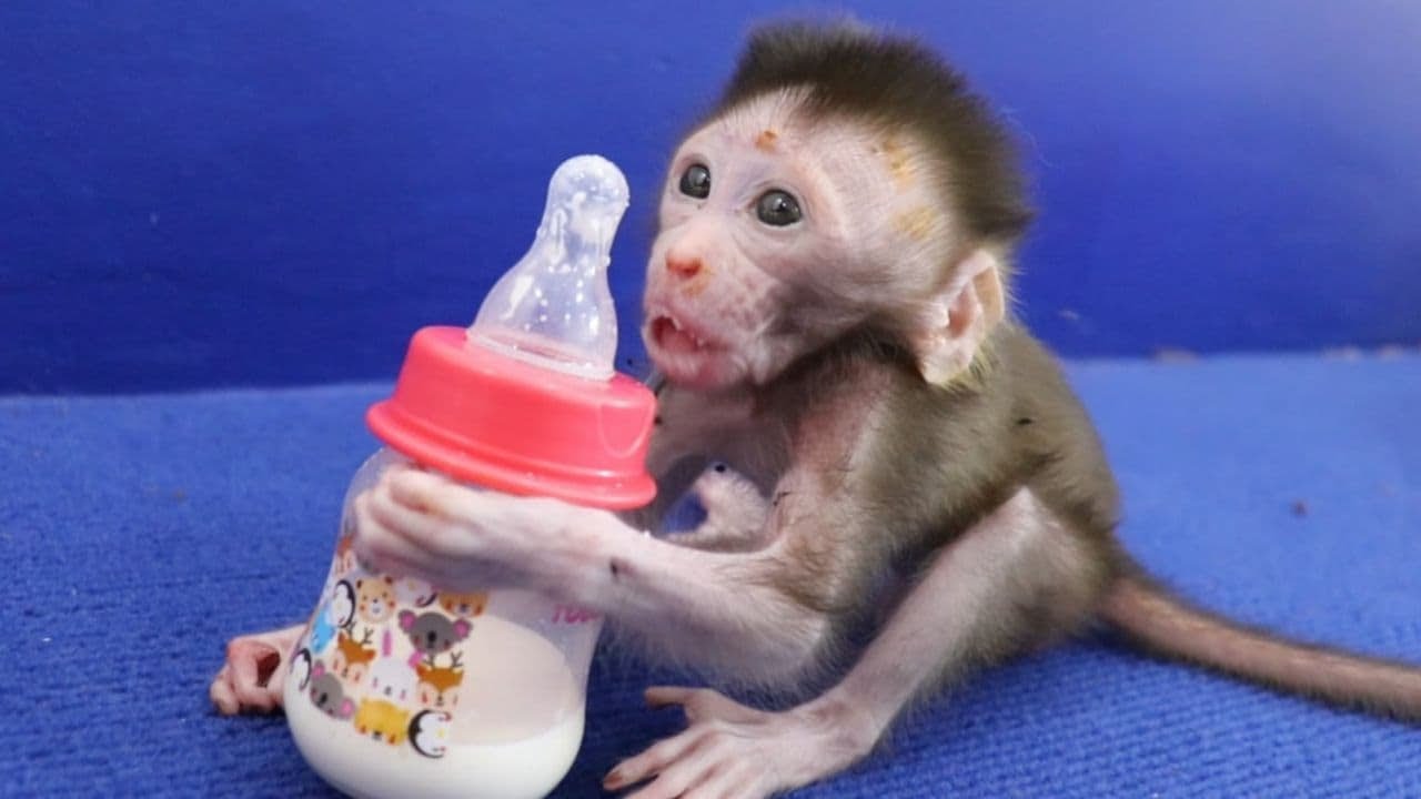 KOTO Crying So Loud Angry Daddy Give Milk To Him Late| KOTO Drinking A Lot Of Milk