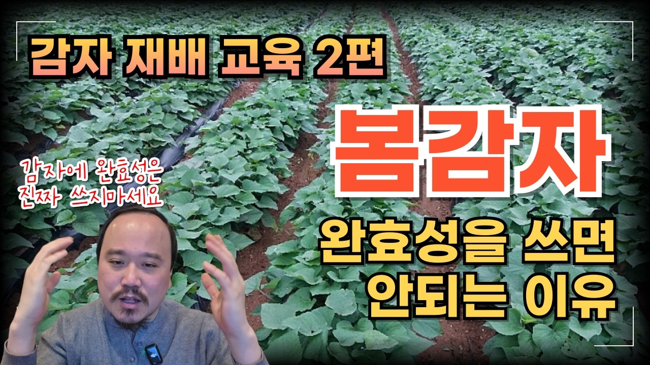 봄감자에 완효성비료는 쓰지 마세요 감자에 필요한 양분량 모두 알려드립니다  | 감자 재배교육 2편 | 농사 100단