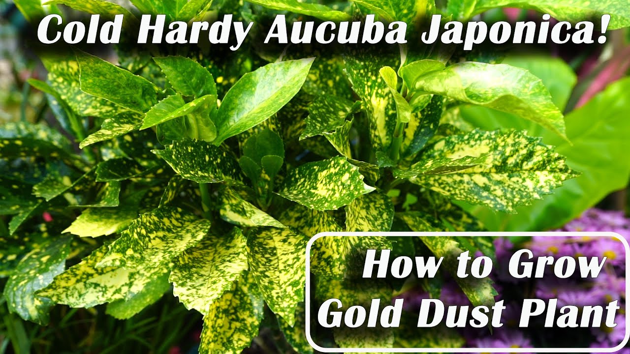 Variegated Aucuba japonica || Cold Hardy Tropical Plant Look-a-Like