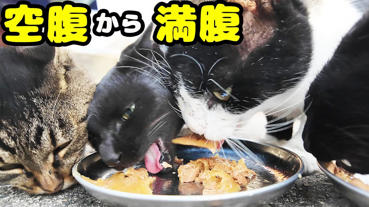 生きるために必死な猫たちにご飯をあげると・・・ さくらねこたちと野良猫へのエサやり タイソンくん ベンツくん